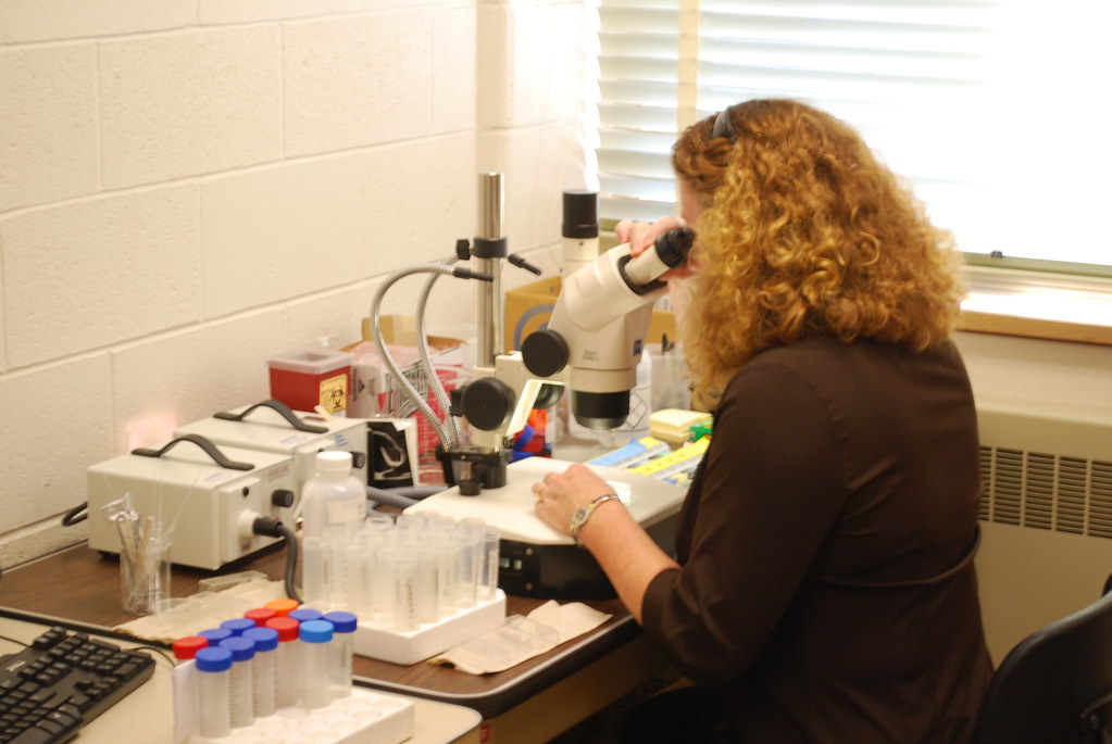 The Future of Gall Wasp Research (image credits: flickr)
