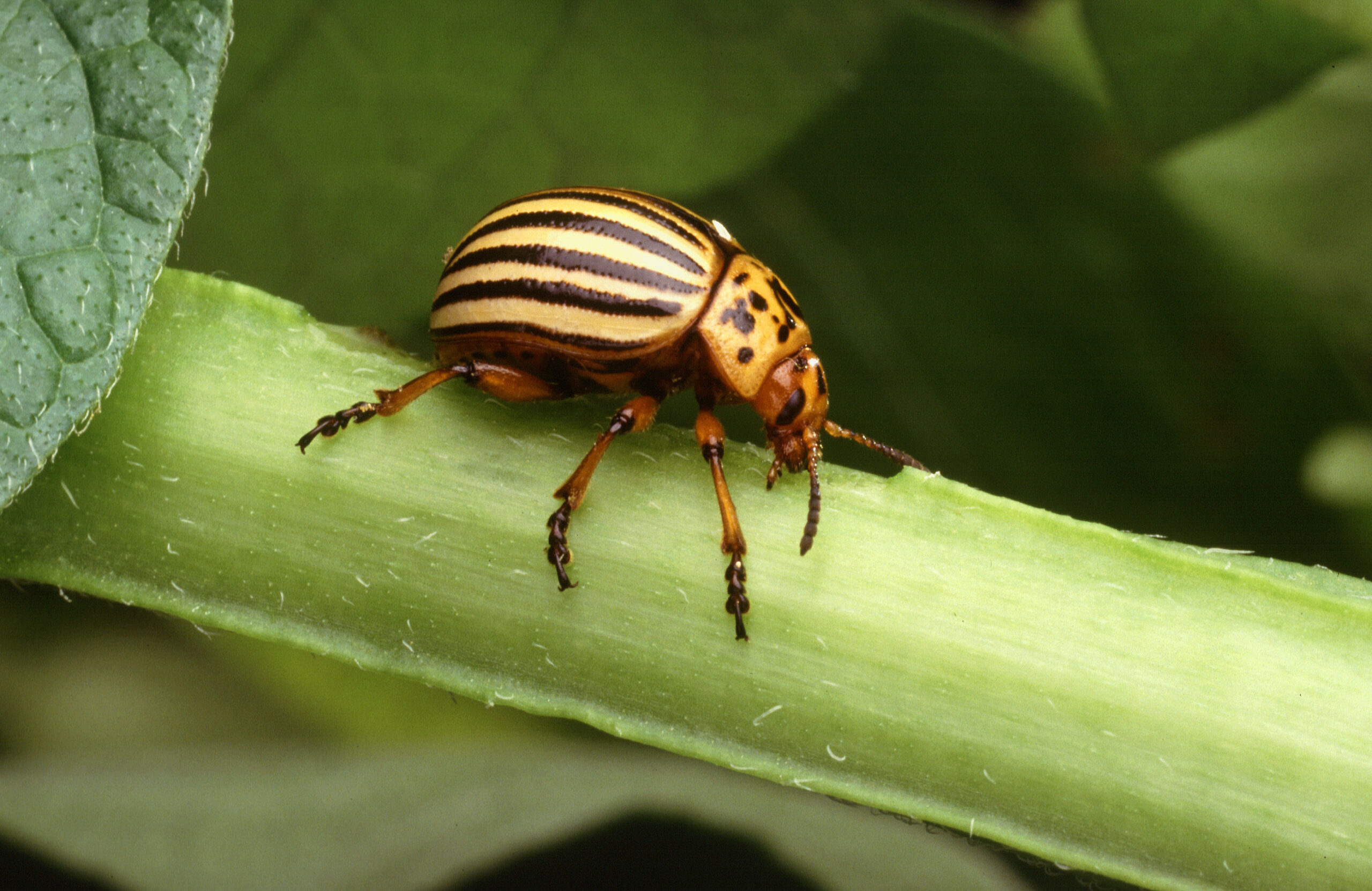 Meet the Master of Disguise (image credits: wikimedia)