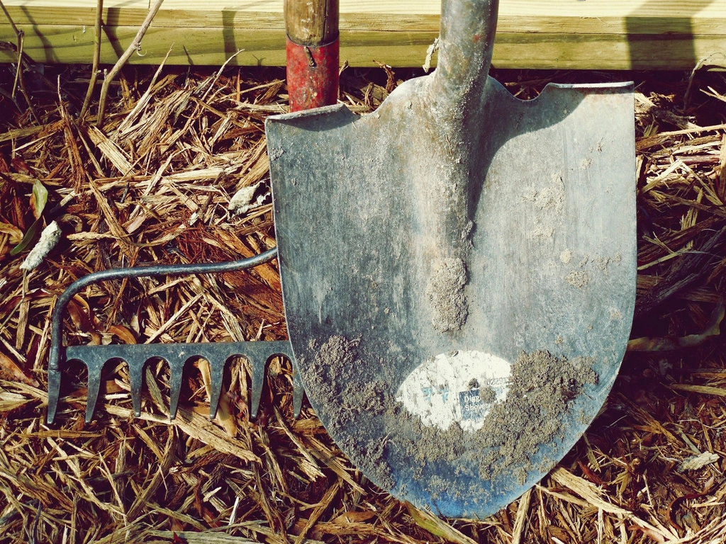 The Human Factor in Beetle Spread (image credits: rawpixel)