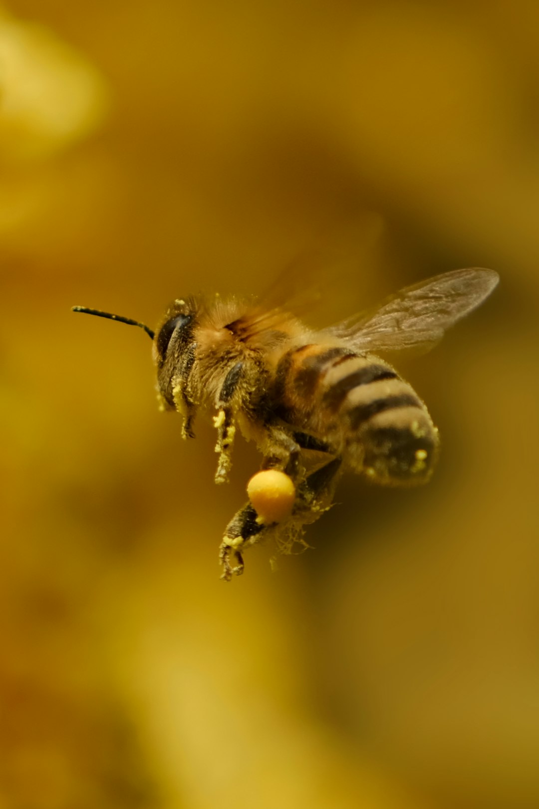 Bee Communication Beyond the Waggle Dance (image credits: unsplash)