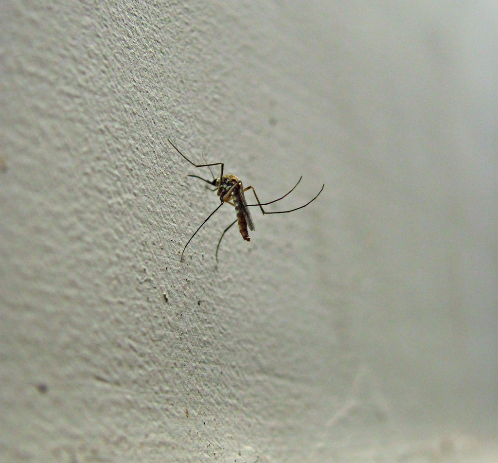 Mosquito Mating Calls You Never Knew Existed (image credits: flickr)
