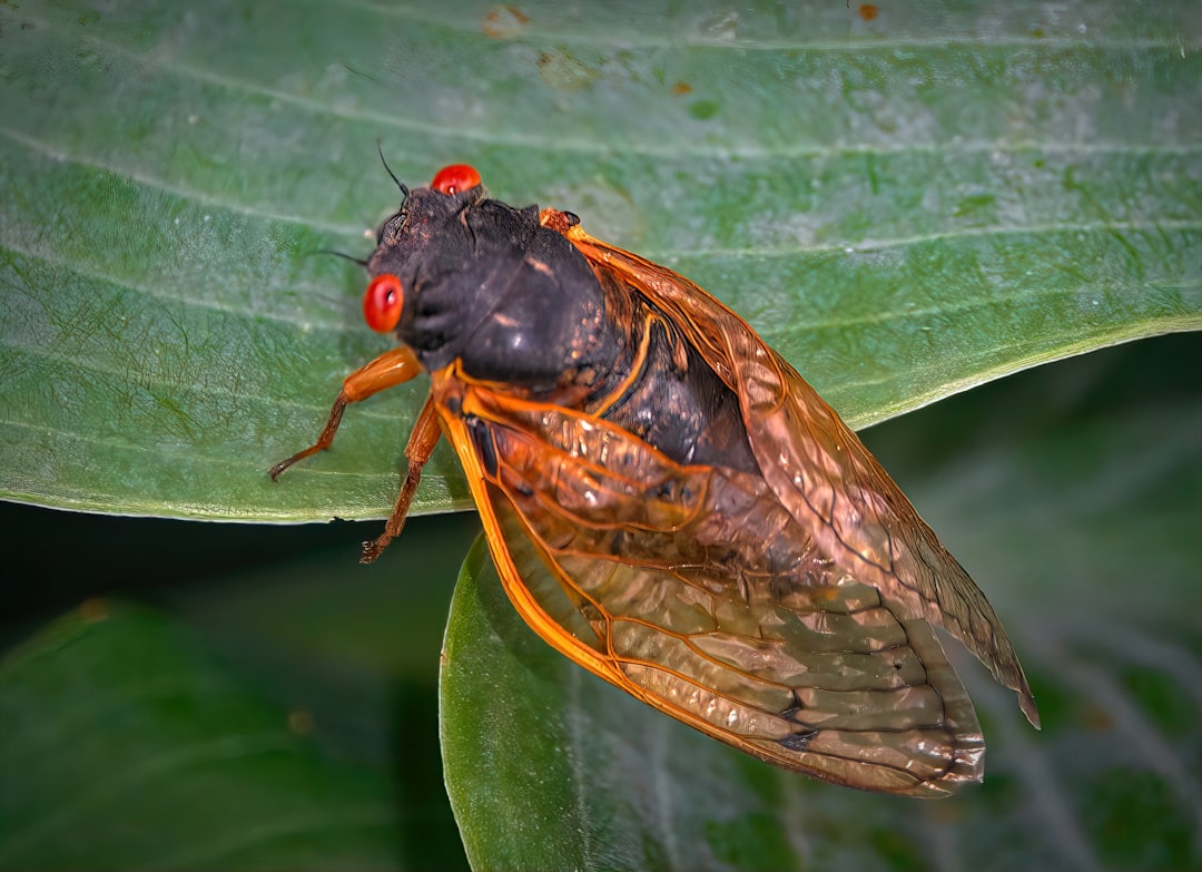Cicada Choruses That Can Damage Human Hearing (image credits: unsplash)