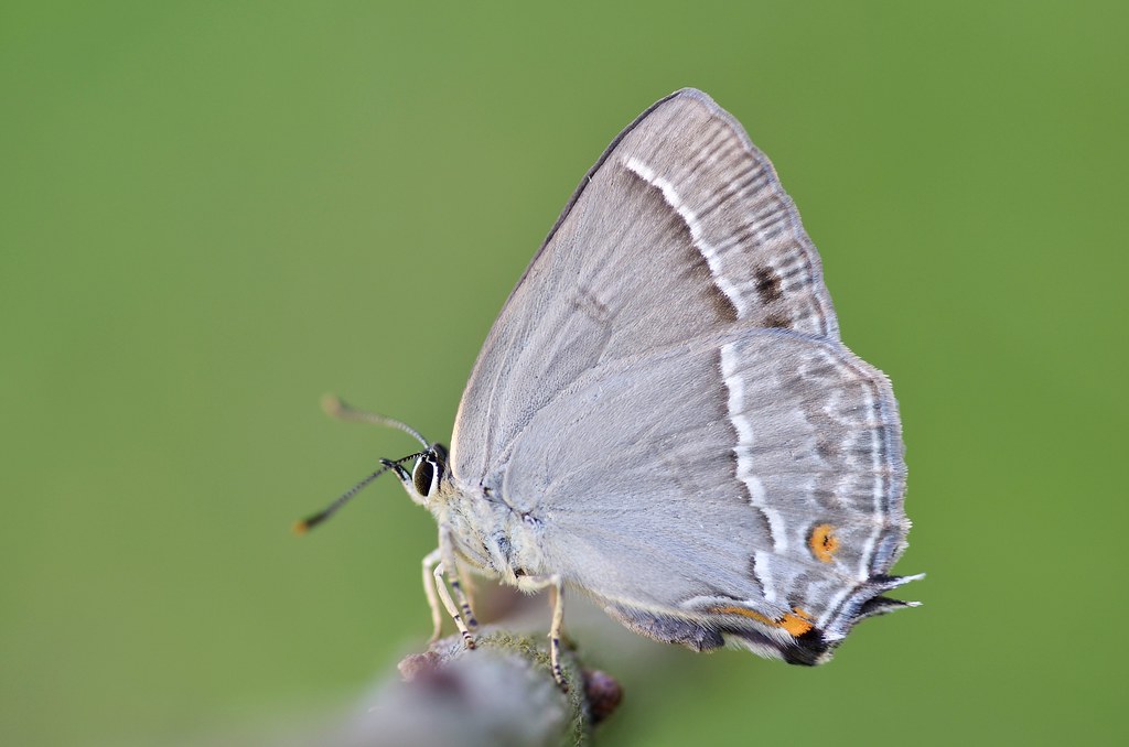 Butterfly Wing Beats That Create Invisible Messages (image credits: flickr)
