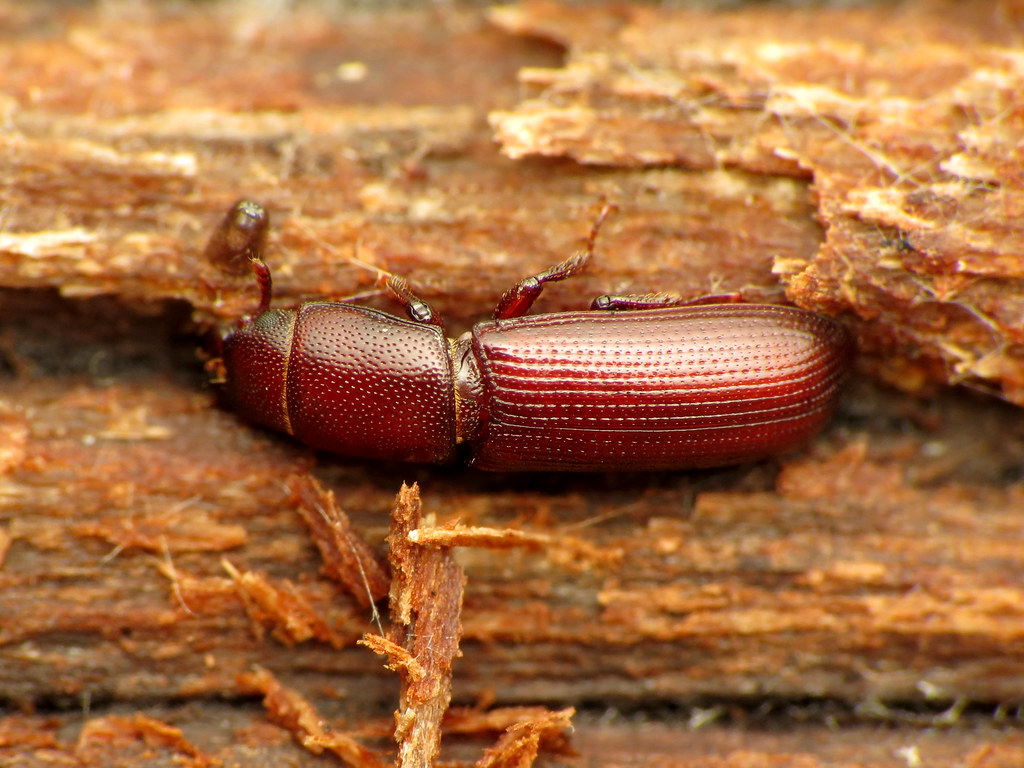 Beetle Percussion Sections in Dead Wood (image credits: flickr)