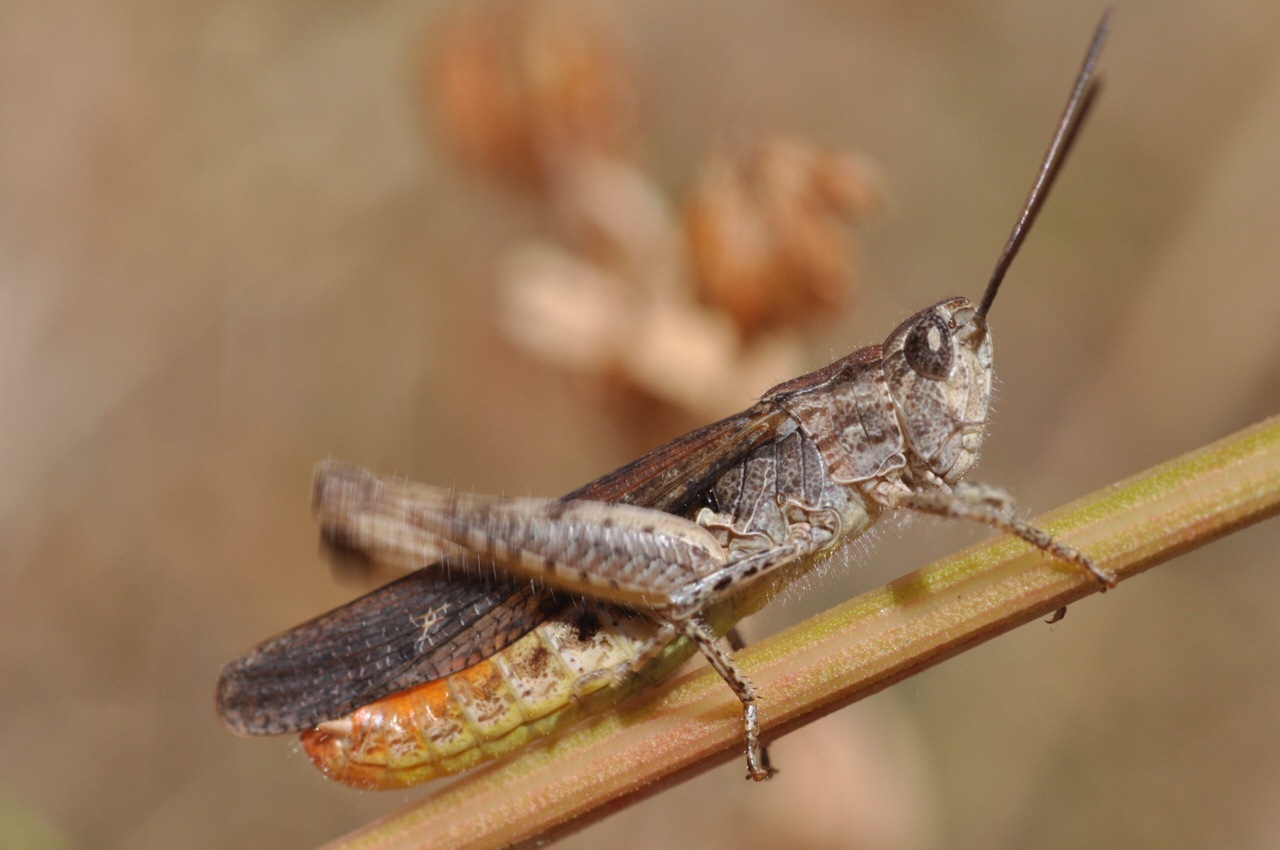Grasshopper Leg Rubbing Decoded (image credits: wikimedia)