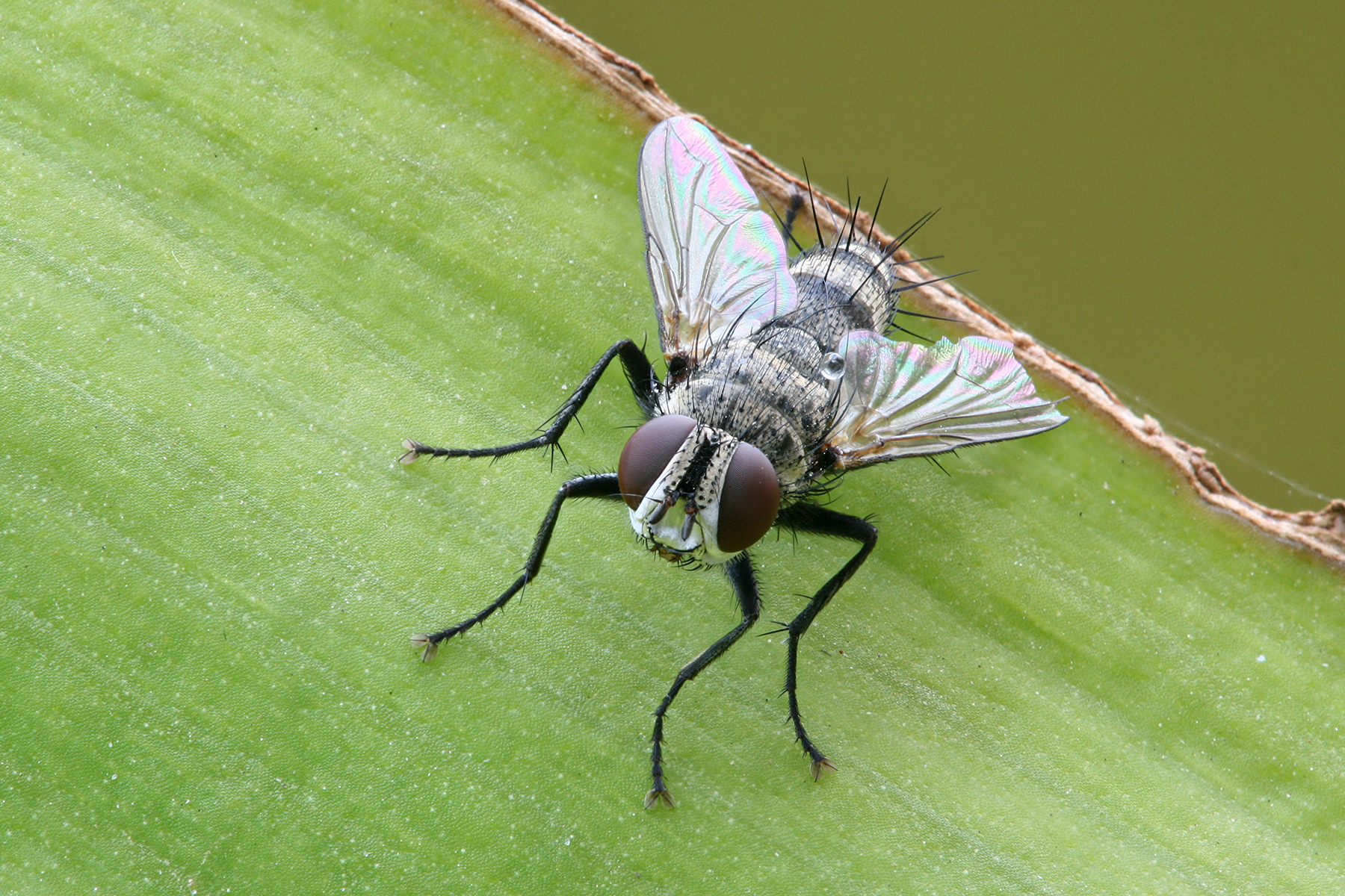 Fly Wing Harmonics During Aerial Battles (image credits: wikimedia)