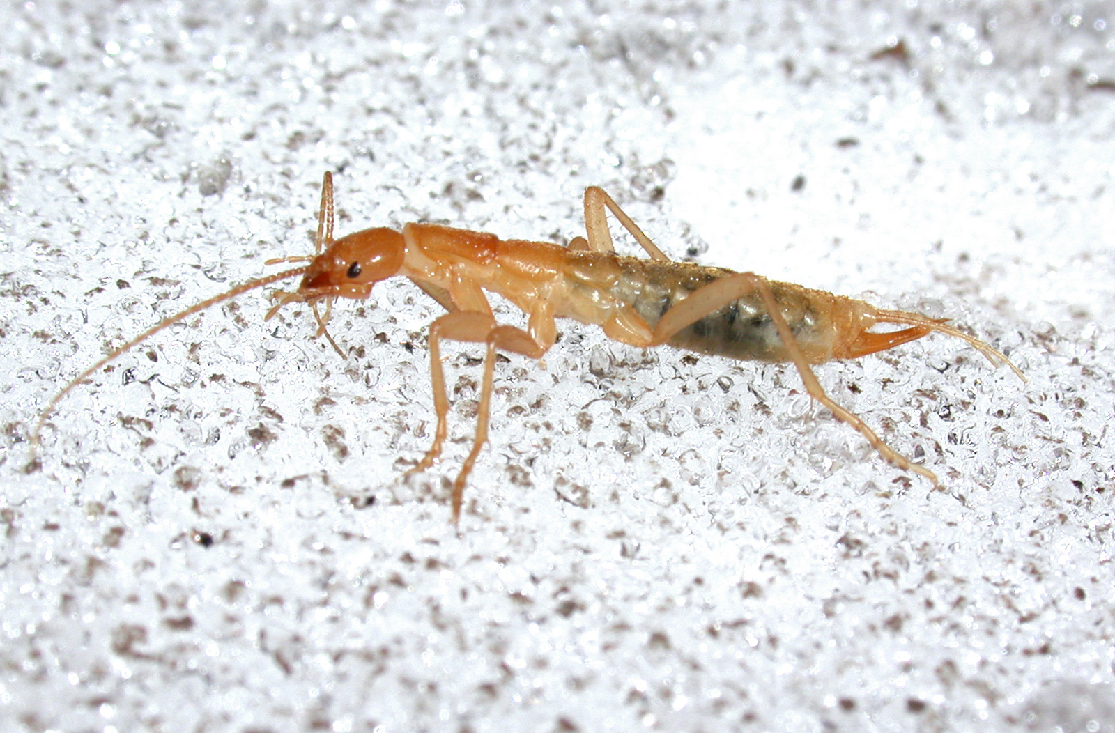 Ancient Survivors from a Prehistoric World (image credits: wikimedia)