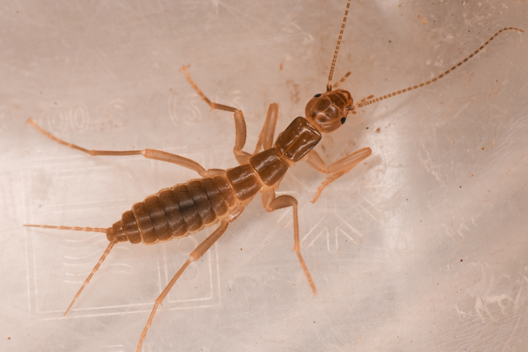 Anatomy of a Living Fossil (image credits: wikimedia)