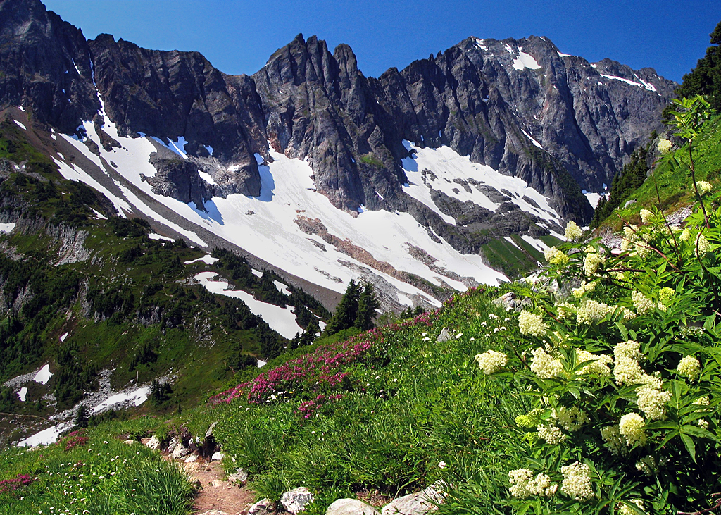 Ecosystem Role and Environmental Importance (image credits: wikimedia)