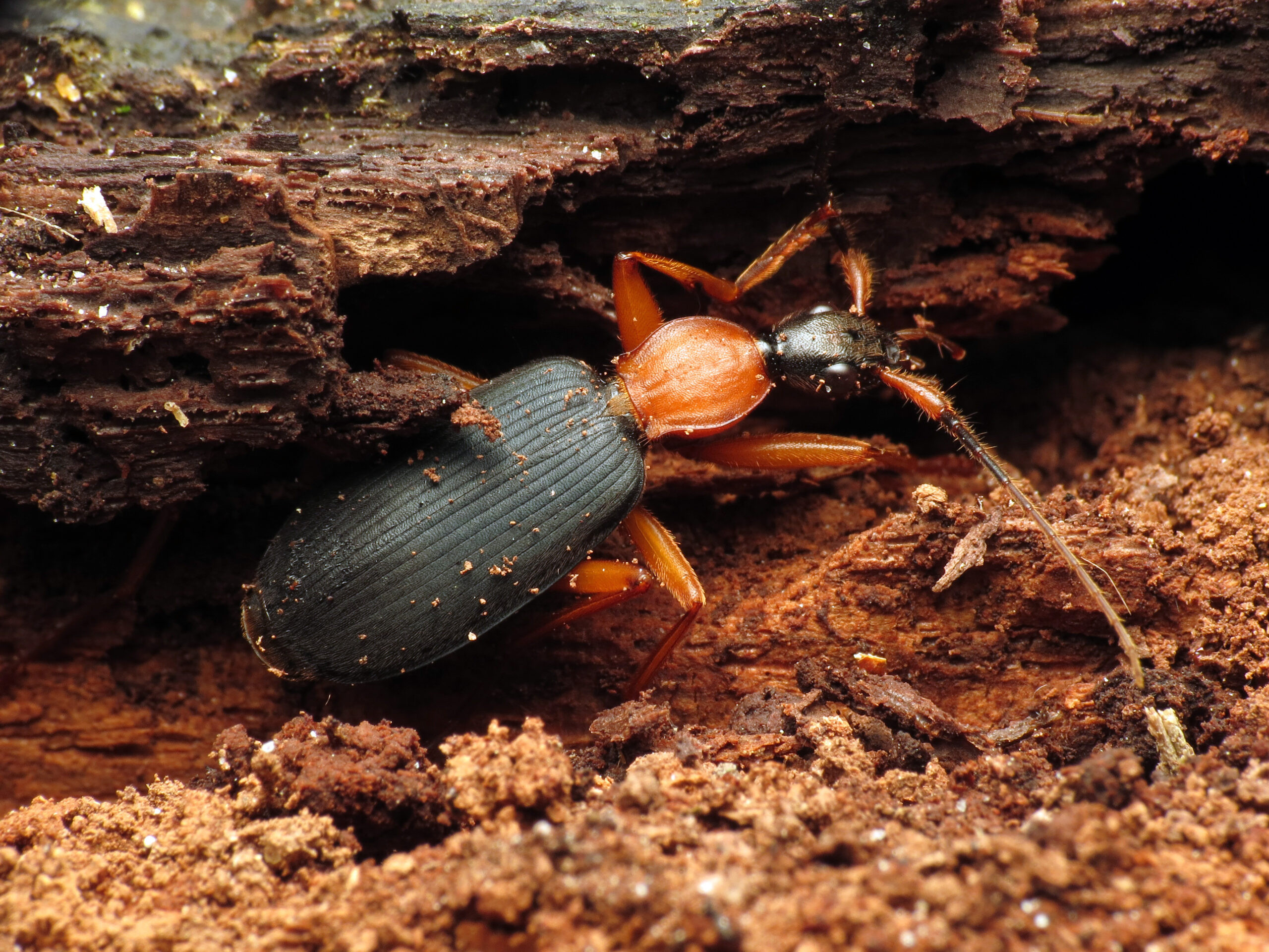 Comparison with Other Cold-Adapted Insects (image credits: wikimedia)