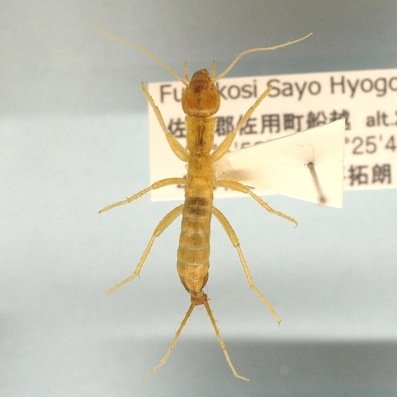 The Future of Ice Crawler Research (image credits: wikimedia)