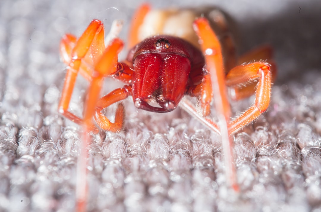 Living Legends of the Frozen Heights (image credits: unsplash)