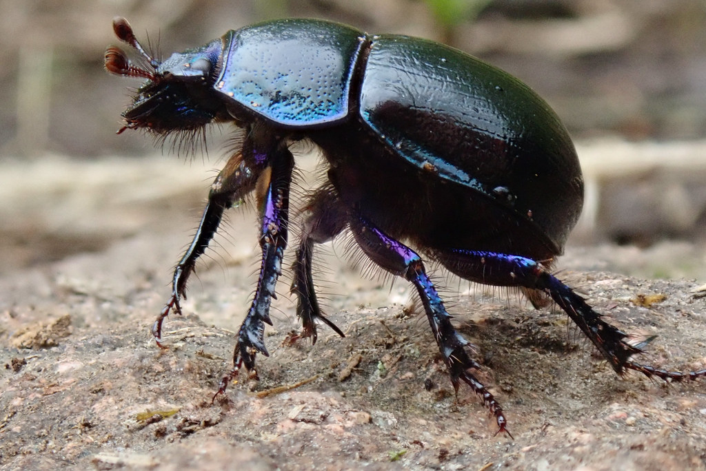 The Beetle Theory – Why Many Experts Point to Coleoptera (image credits: flickr)