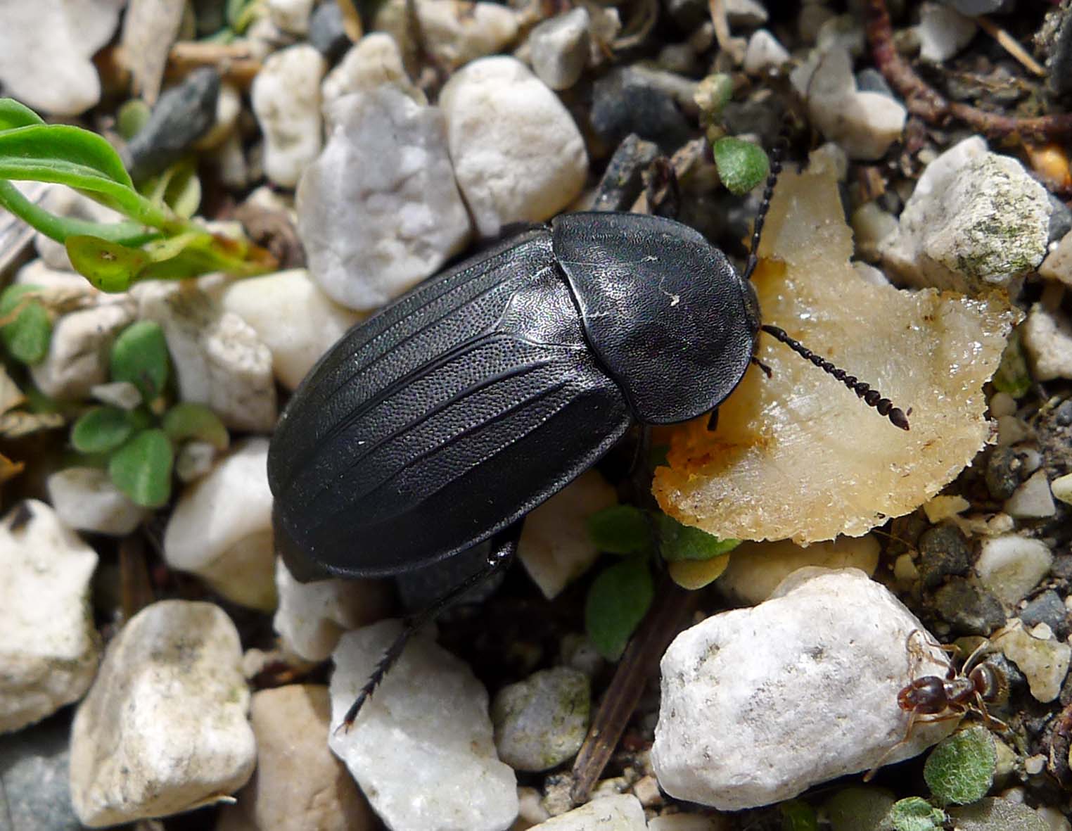 Textual Clues About Gregor's Mandibles and Feeding (image credits: wikimedia)