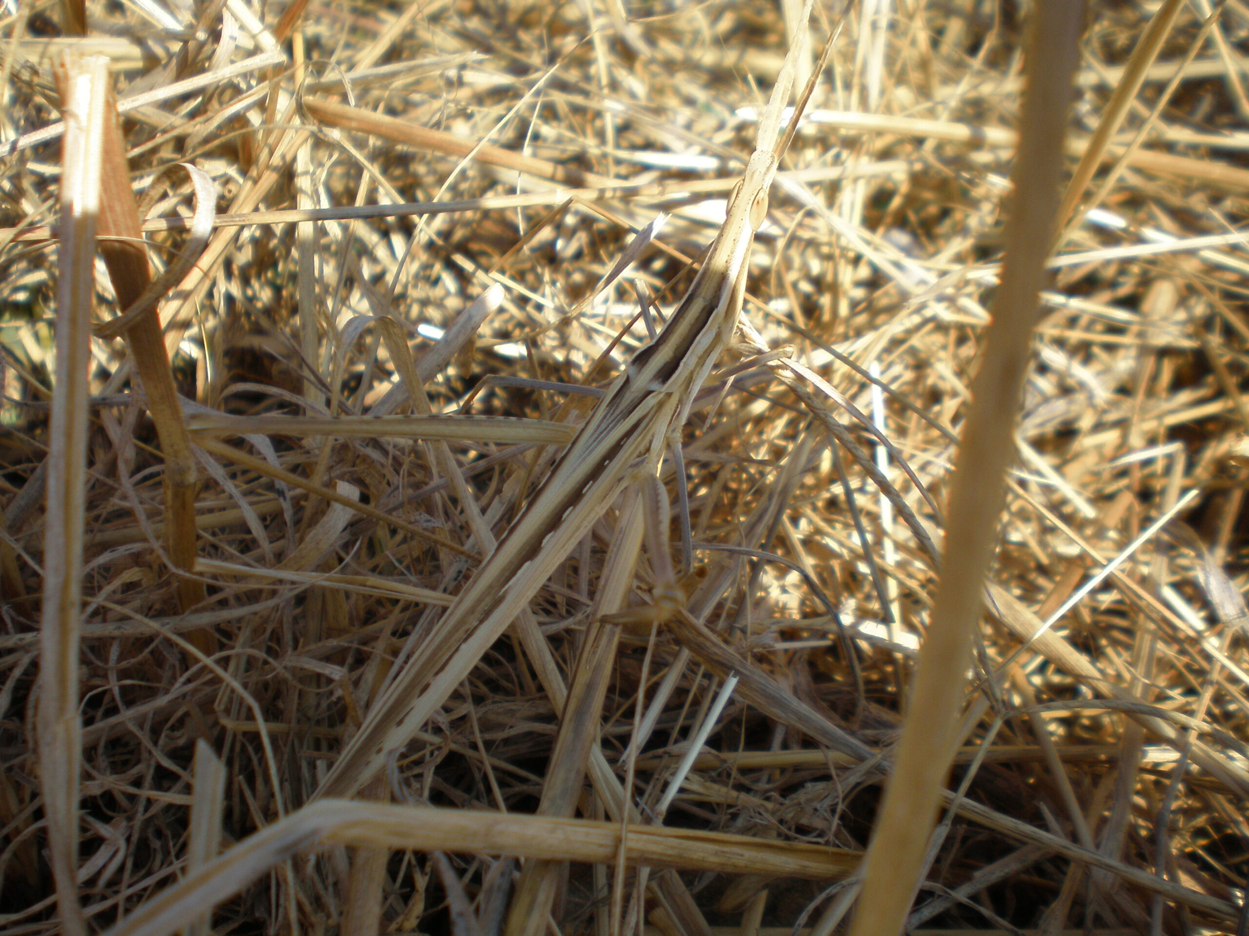Camouflage Mastery at Its Finest (image credits: wikimedia)