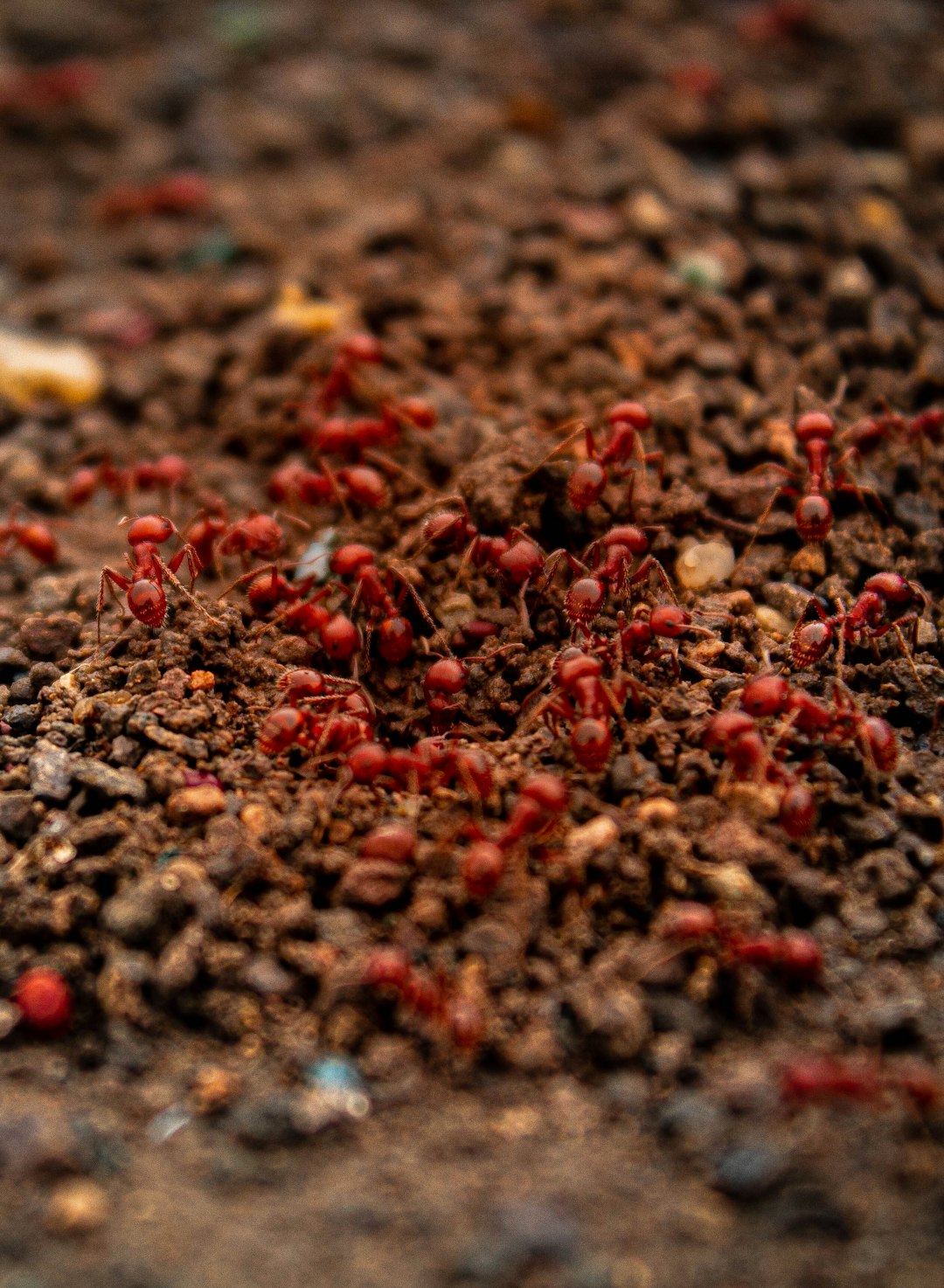 Grief and Loss in Insect Communities (image credits: unsplash)