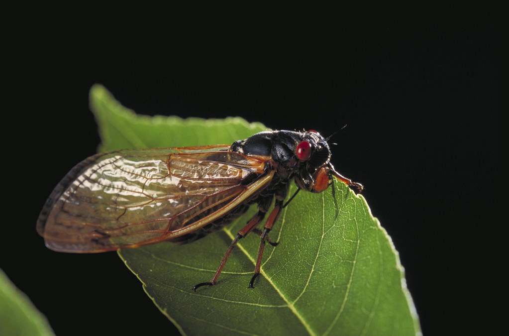 Musical Expressions of Insect Emotions (image credits: flickr)