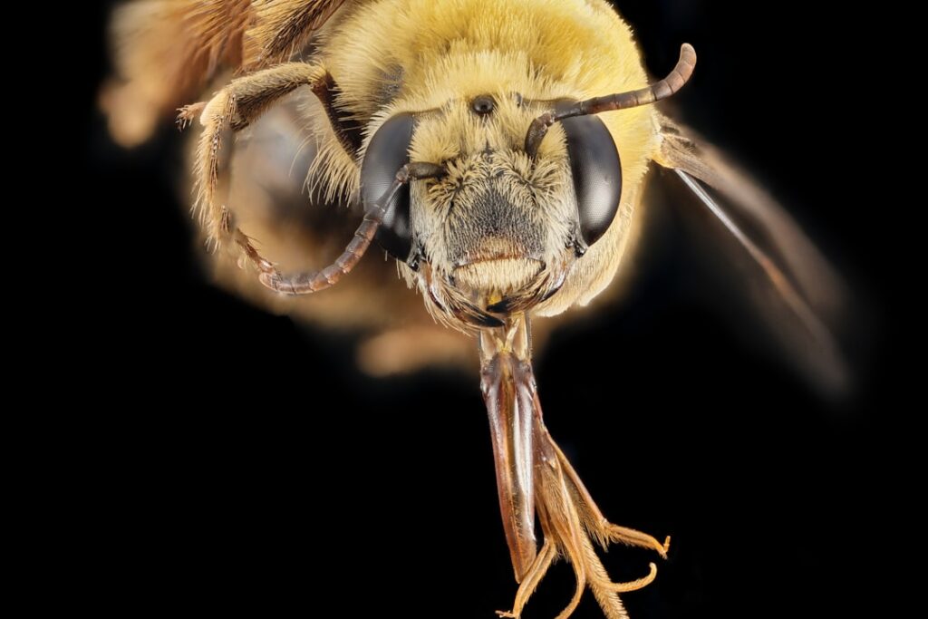 The Surprising Brain Power of Honeybees (image credits: unsplash)