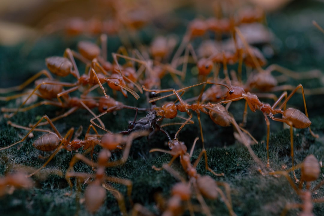 Ant Colonies: The Ultimate Team Players (image credits: unsplash)