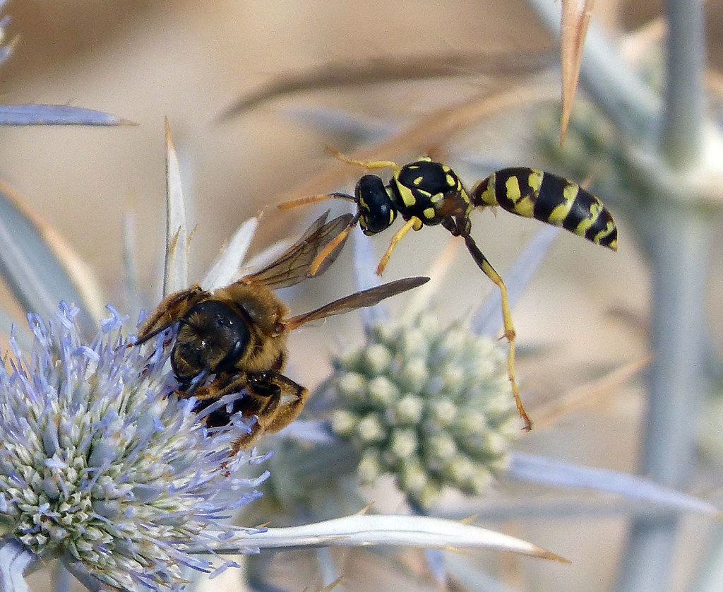 The Memory Masters: Wasps That Never Forget (image credits: flickr)