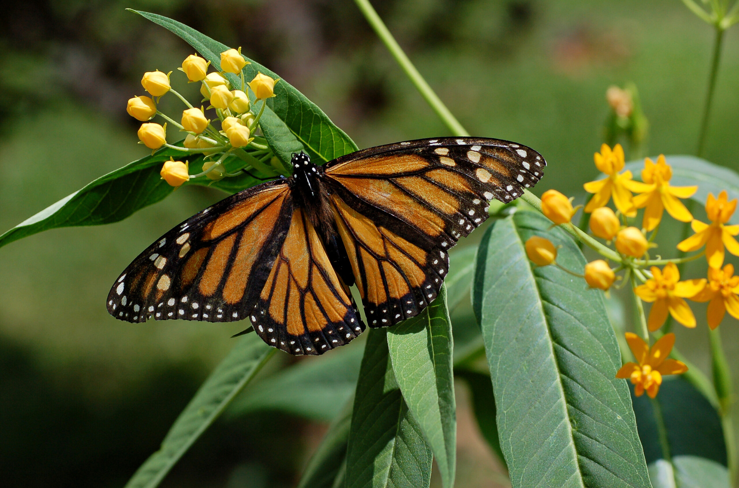 Butterfly Navigation: GPS Without Satellites (image credits: wikimedia)