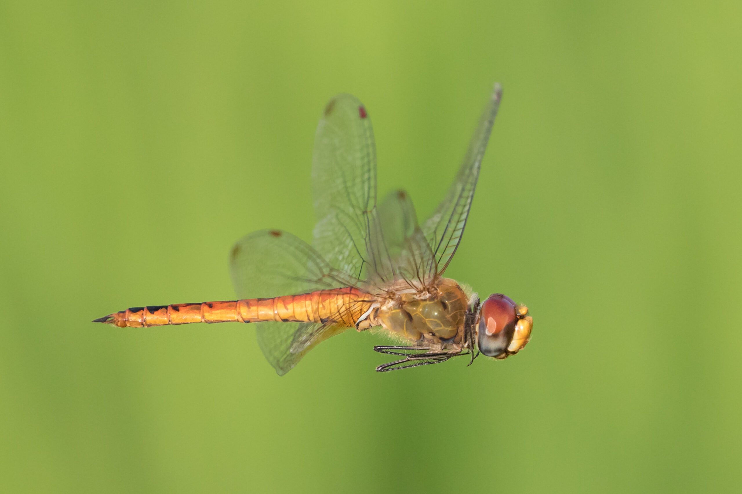 Dragonfly Precision: The Fighter Pilots of the Insect World (image credits: wikimedia)