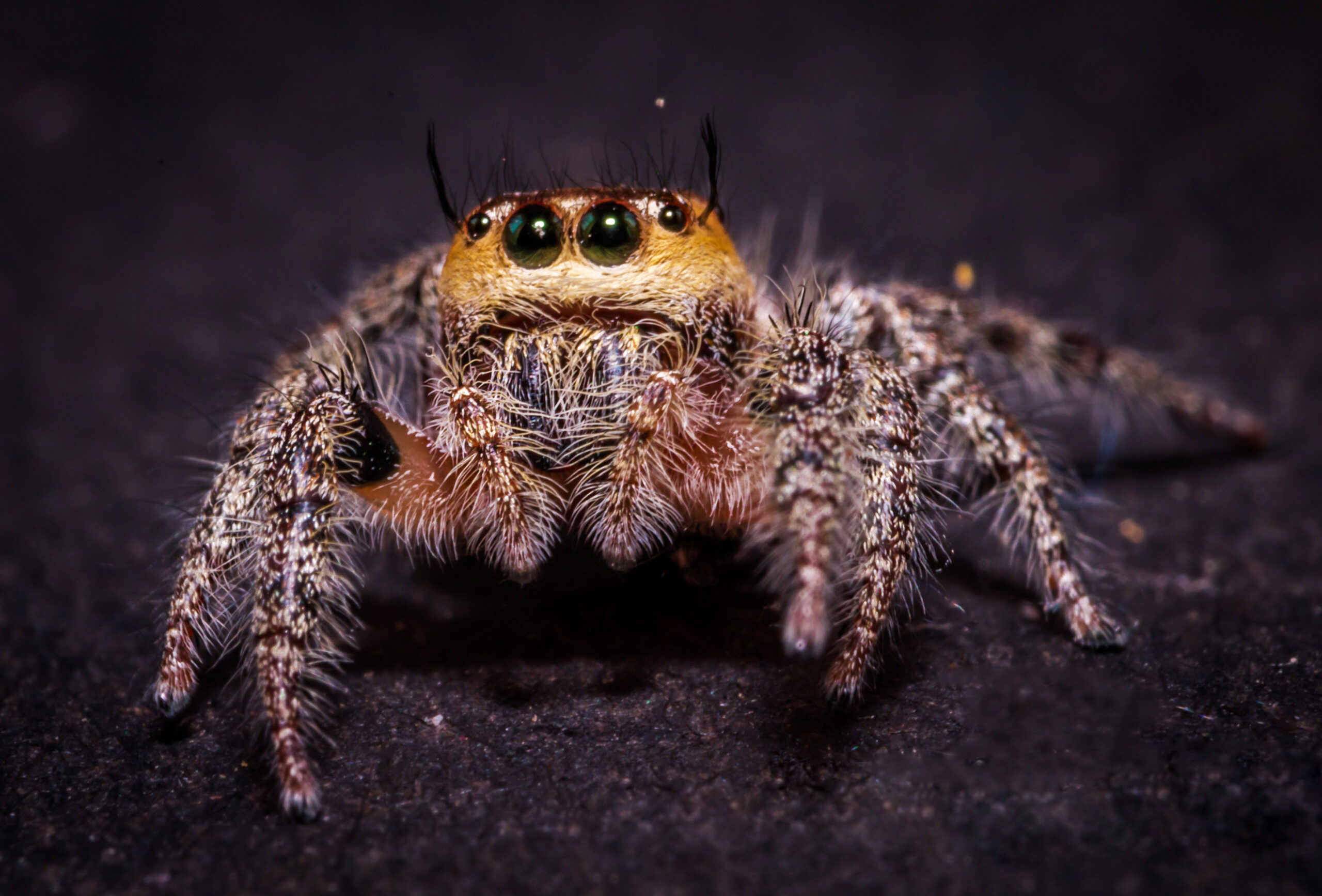 Jumping Spider Vision: Eight Eyes Are Better Than Two (image credits: wikimedia)