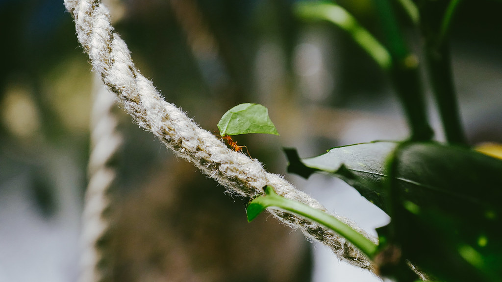 Leafcutter Ant Agriculture: The Original Farmers (image credits: flickr)