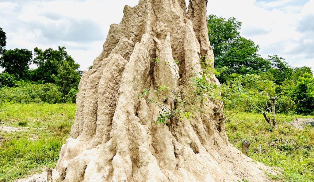 Termite Architecture: Engineering Without Blueprints (image credits: wikimedia)