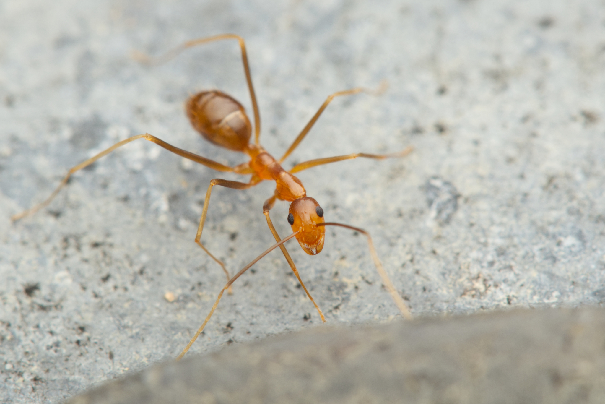 The Golden Invader That Came from Nowhere (image credits: wikimedia)