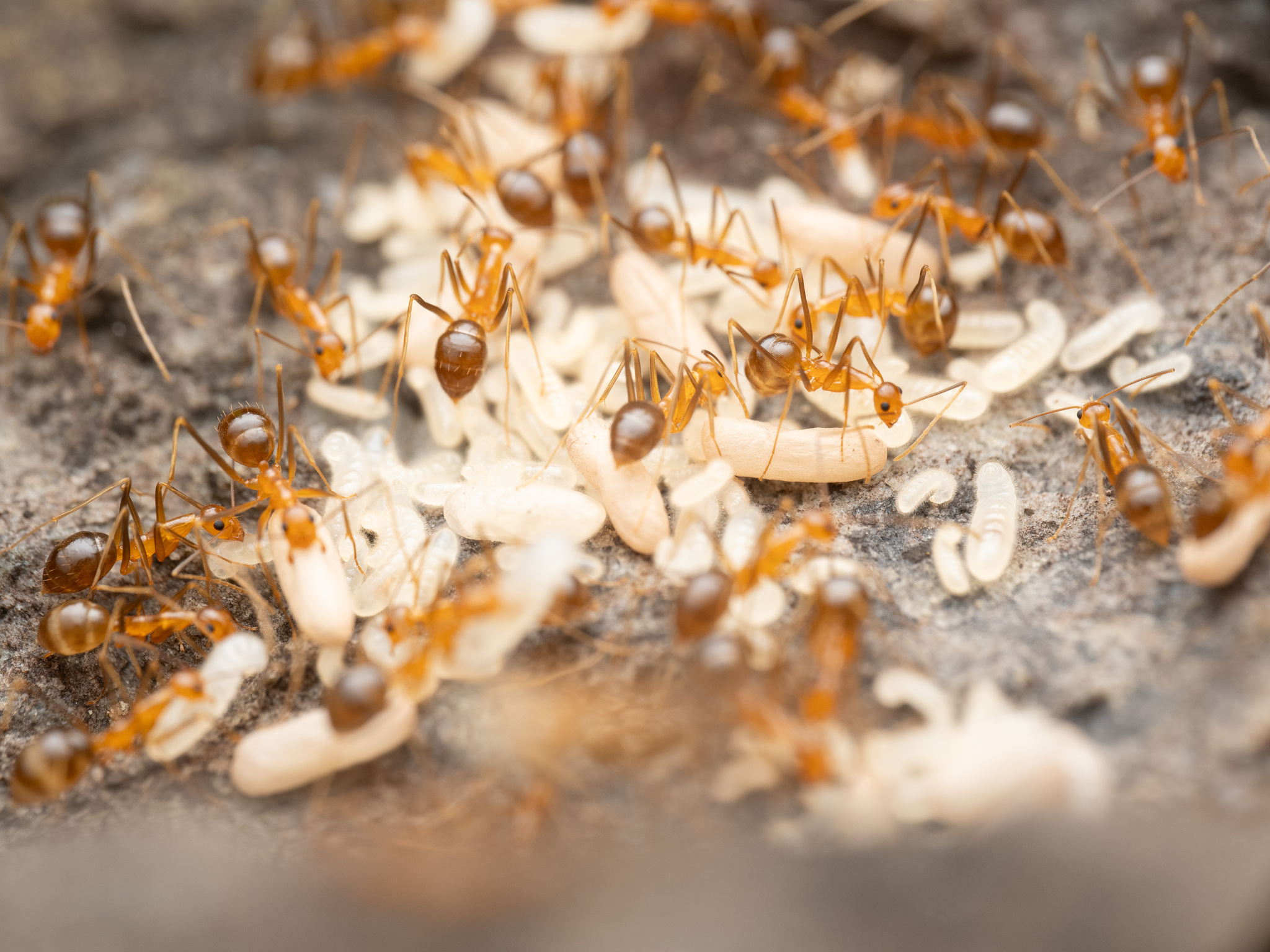 The Supercolony Phenomenon That Defies Nature (image credits: wikimedia)