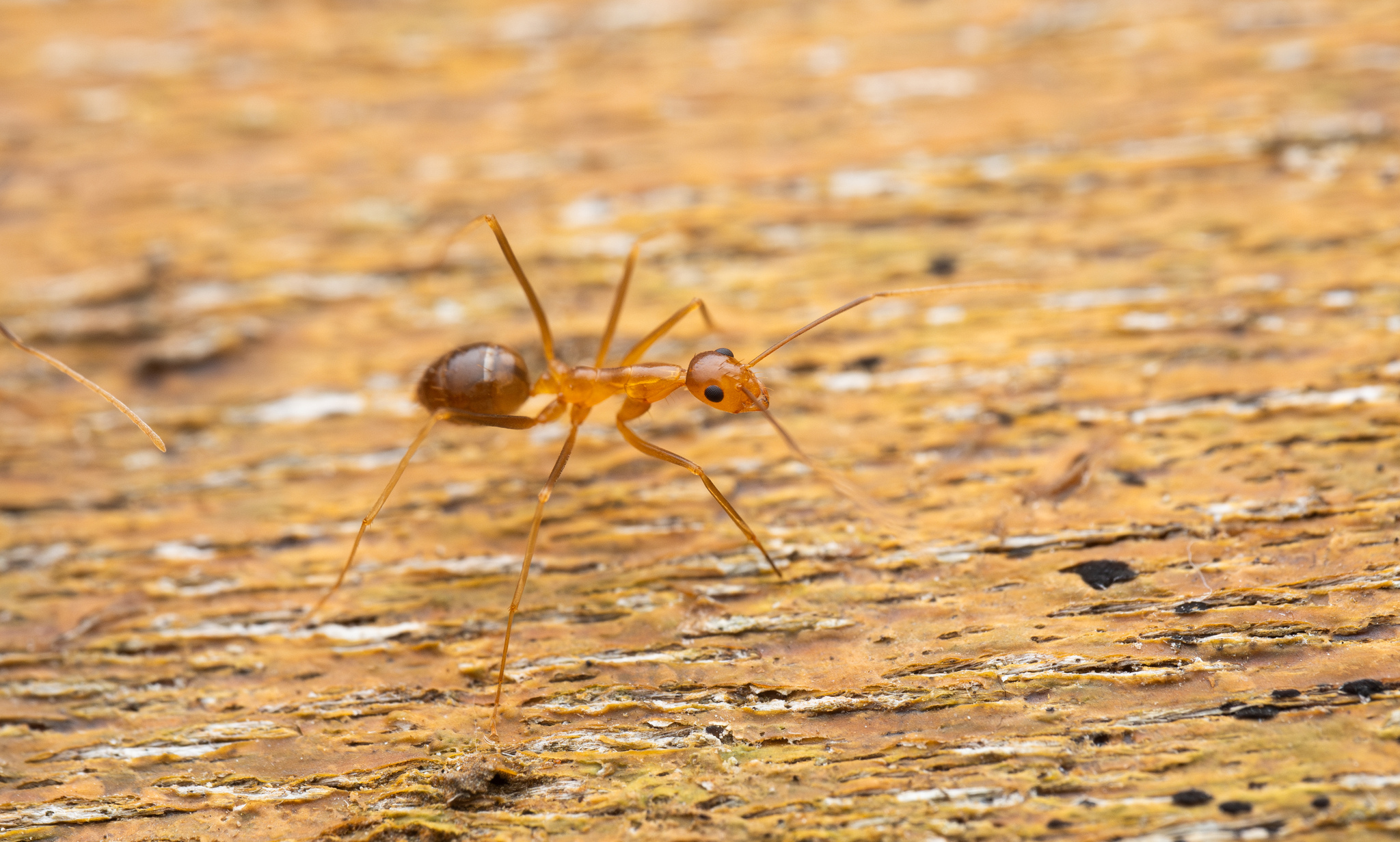 Their Weapons of Mass Ecosystem Destruction (image credits: wikimedia)