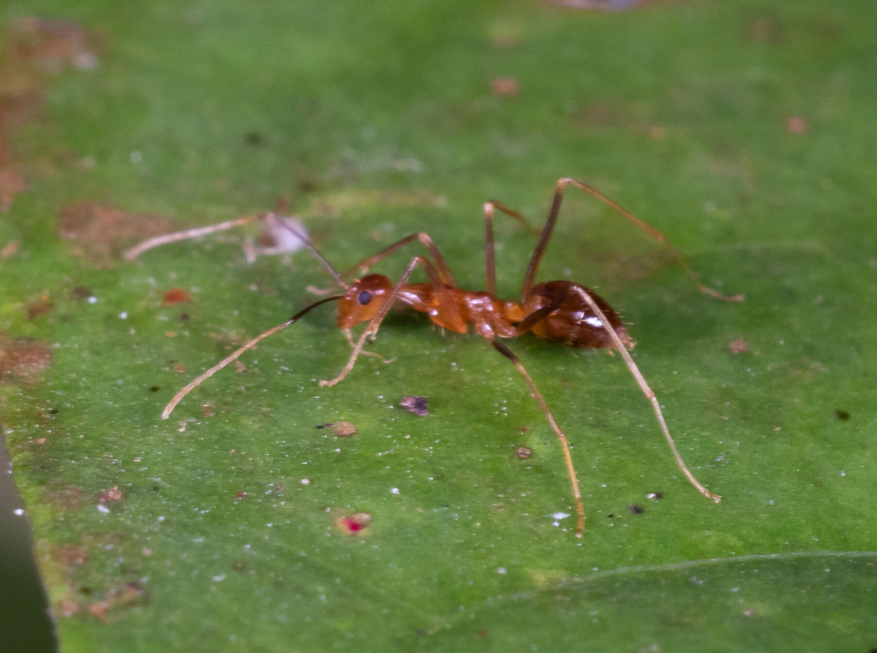 Hawaii's Native Species Fight for Survival (image credits: wikimedia)