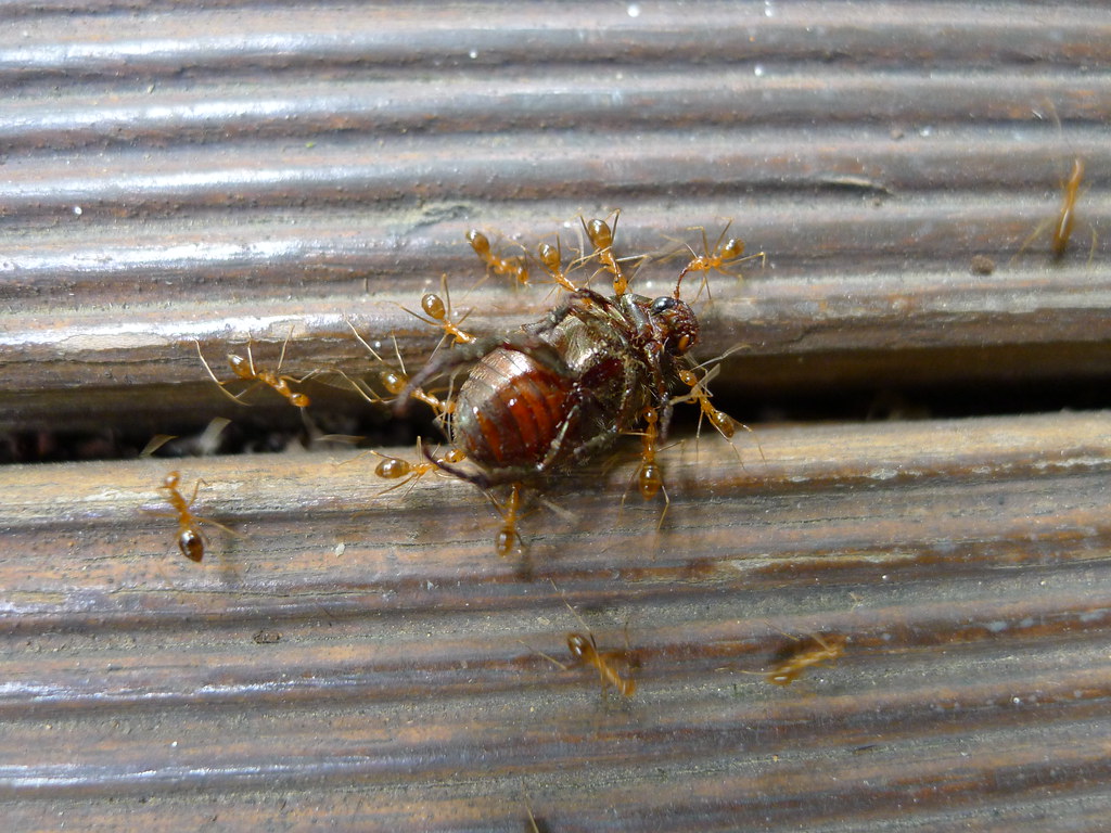 The Psychological Warfare of Tiny Invaders (image credits: flickr)