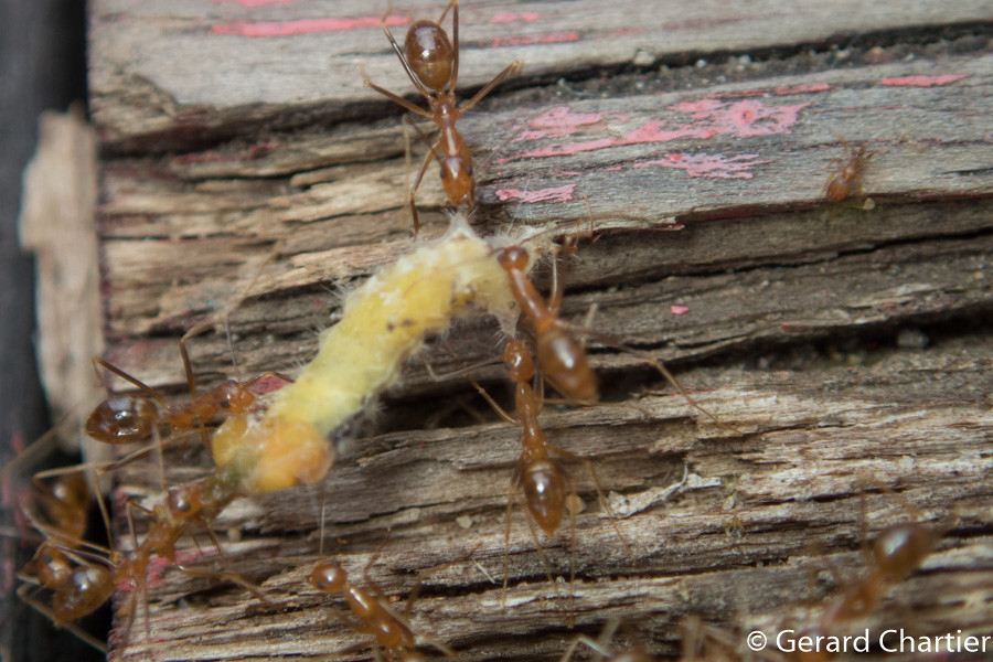 Global Lessons from Hawaii's Ant Apocalypse (image credits: flickr)