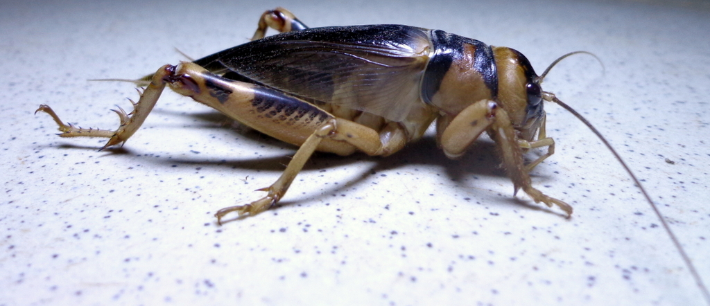 The Cricket's Violin: Nature's String Section (image credits: flickr)
