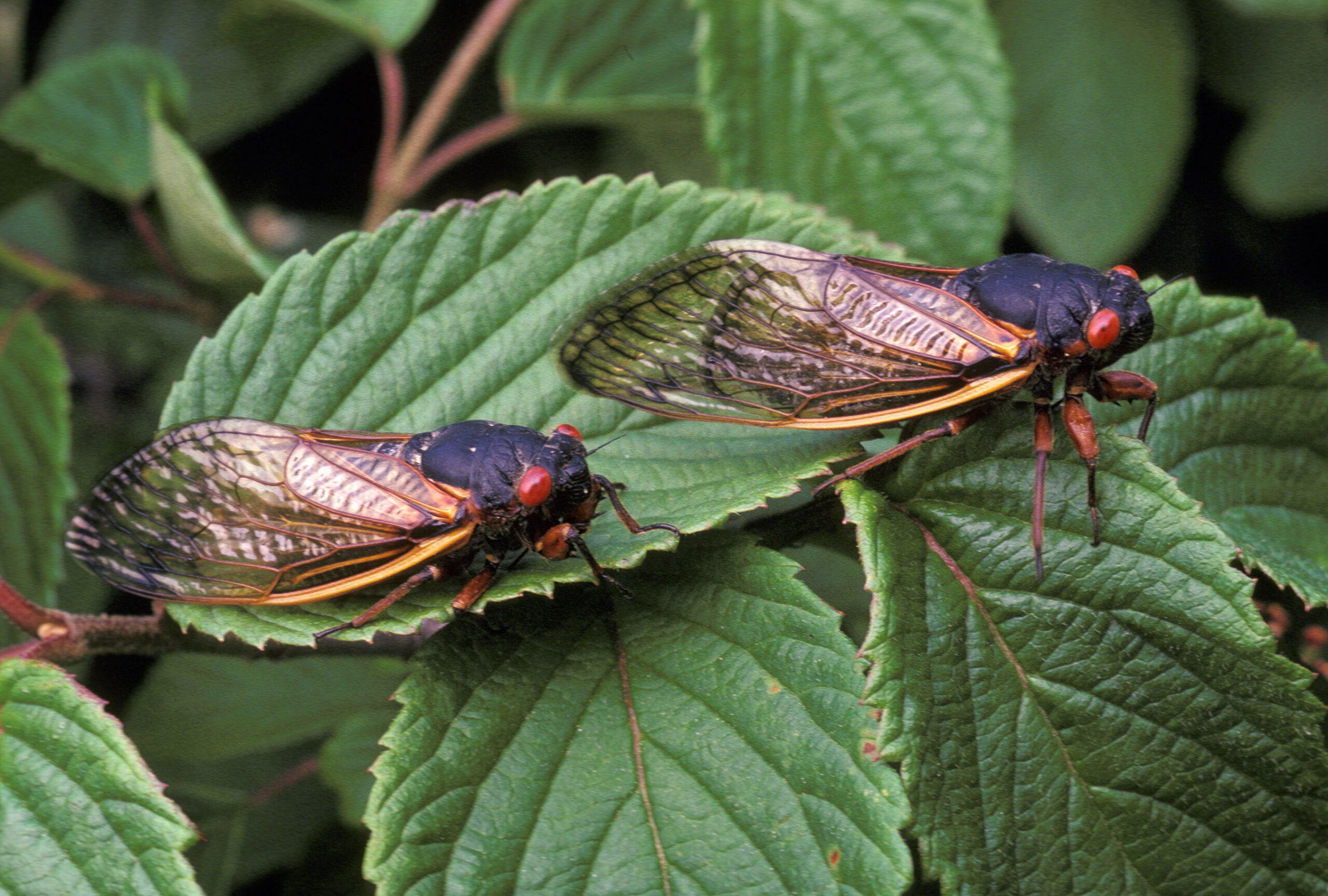 Cicadas: The Brass Band of the Bug World (image credits: wikimedia)