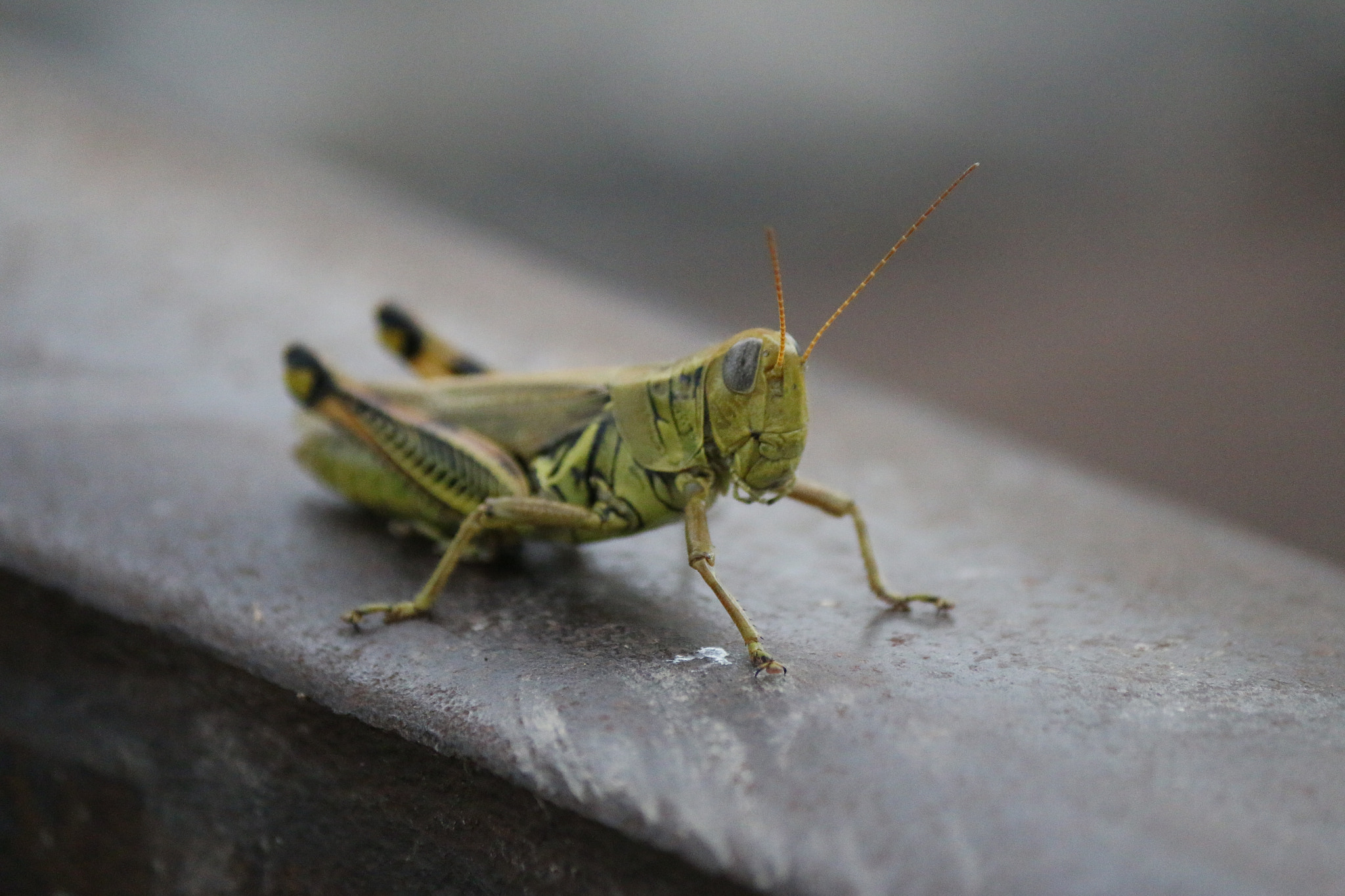 Grasshoppers: The Percussion Masters (image credits: wikimedia)