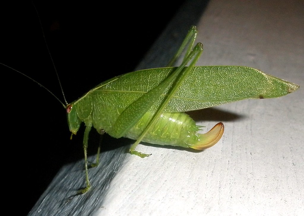 Katydids: The Night Shift Vocalists (image credits: flickr)