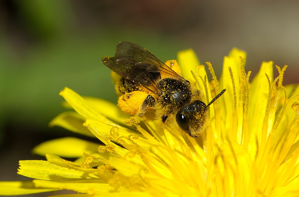Bees: The Humming Harmonizers (image credits: flickr)