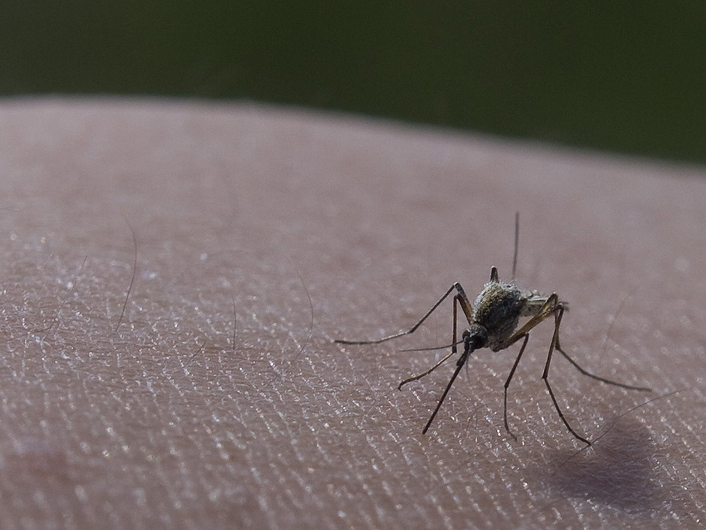 Mosquitoes: The Annoying Aerialists (image credits: flickr)