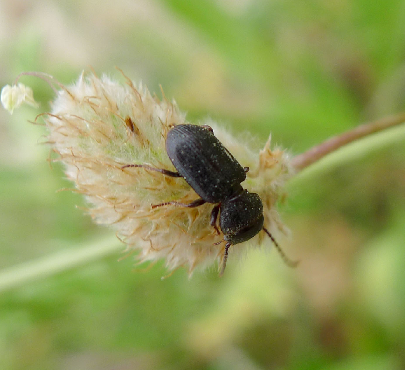 Beetles: The Clicking Composers (image credits: wikimedia)