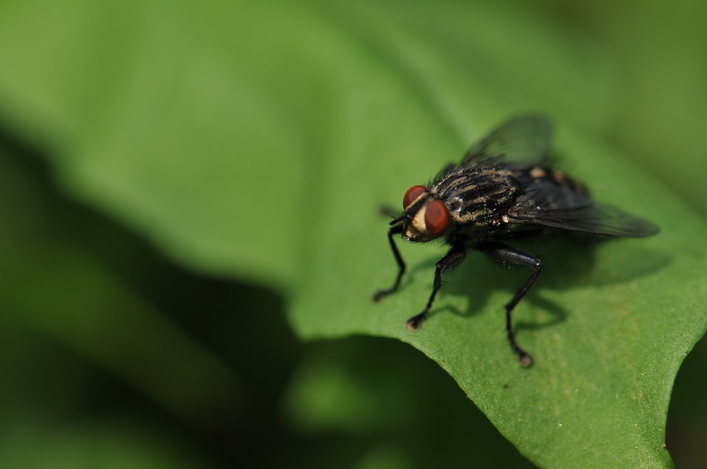 Flies: The Unexpected Performers (image credits: flickr)