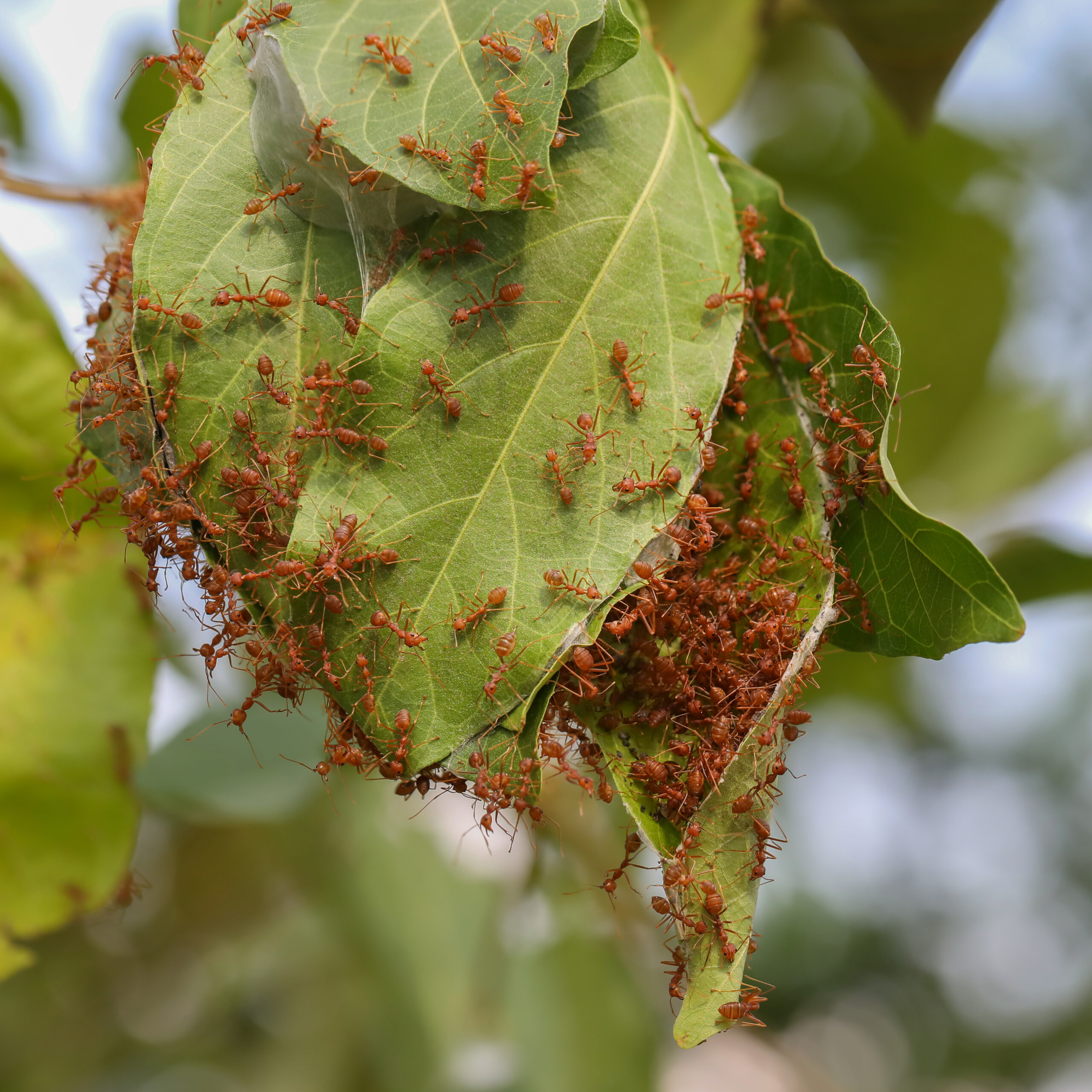 Ants: The Silent Communicators Who Aren't Always Silent (image credits: wikimedia)