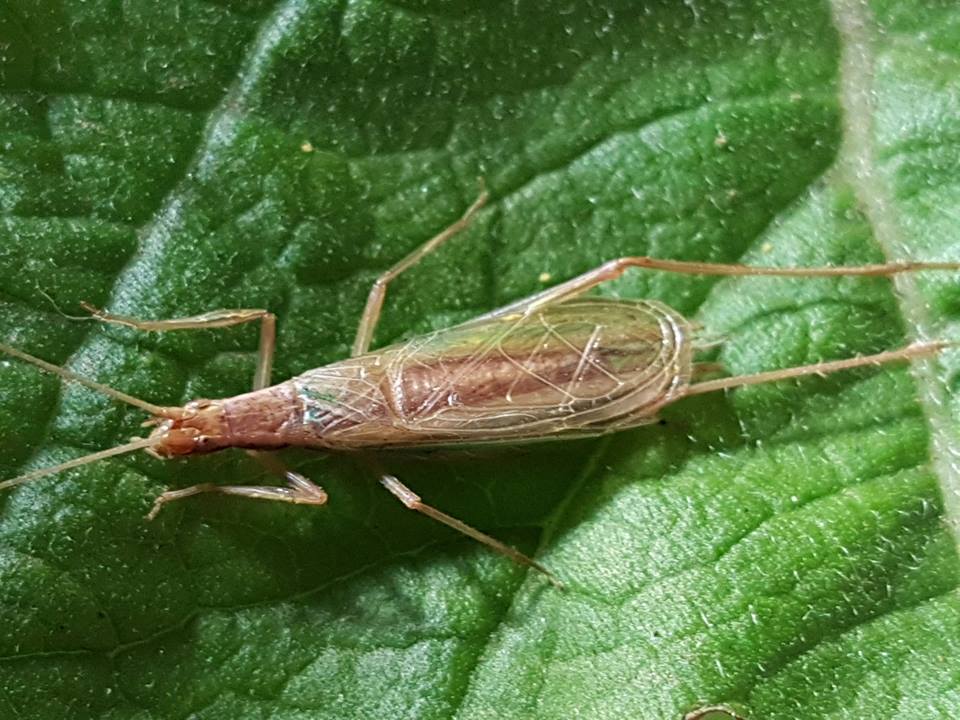 The Science Behind Insect Music (image credits: By Paul venter, CC BY-SA 4.0, https://commons.wikimedia.org/w/index.php?curid=61122897)