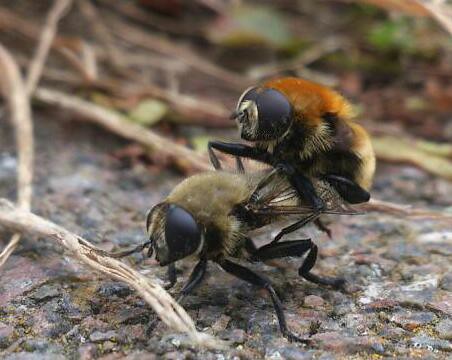 Why Insects Make Music (image credits: flickr)
