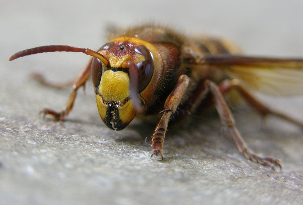 The Science Behind Insect Sound Perception (image credits: flickr)