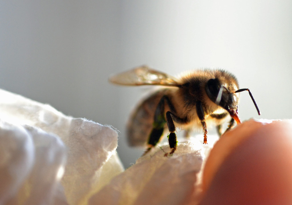 Bees Buzzing to the Beat (image credits: flickr)