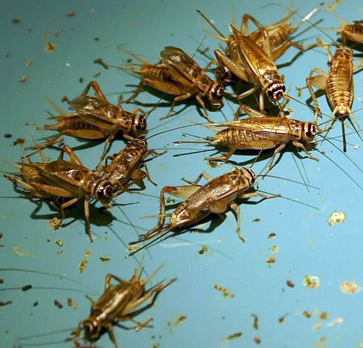 Crickets Creating Natural Orchestras (image credits: wikimedia)