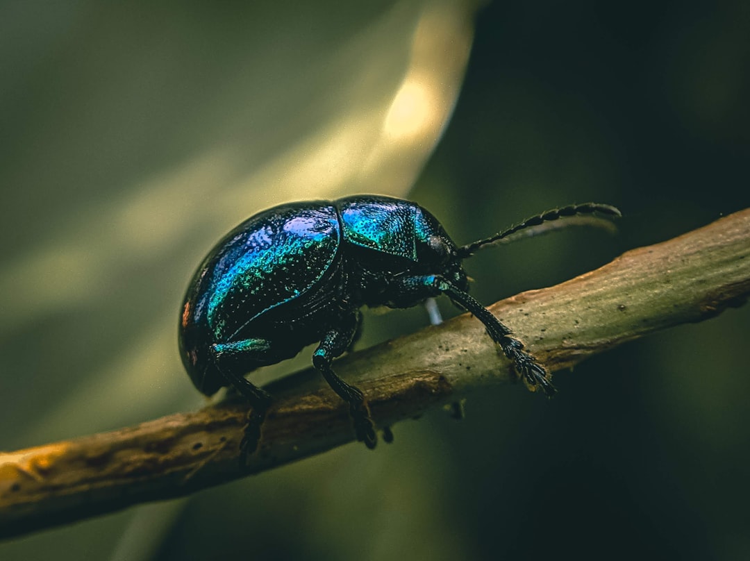 Beetles and Their Vibrational World (image credits: unsplash)